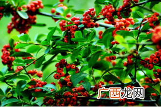 中药海红豆的功效与作用