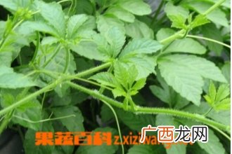 绞股蓝的功效与作用 绞股蓝的药用价值