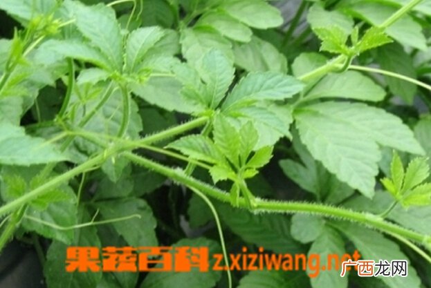 绞股蓝的功效与作用 绞股蓝的药用价值