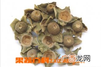 柿蒂图片 柿蒂的功效与作用