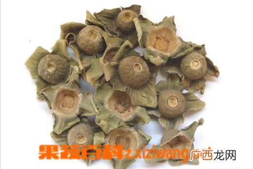 柿蒂图片 柿蒂的功效与作用