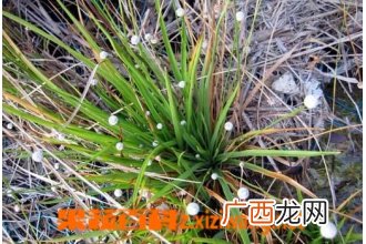 谷精草图片 谷精草的功效与作用