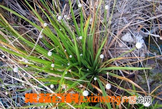 谷精草图片 谷精草的功效与作用