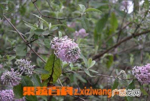 密蒙花图片 密蒙花的功效与作用