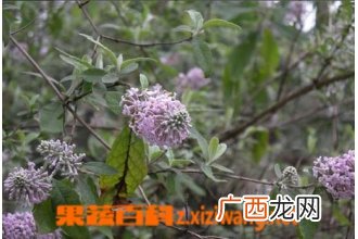 密蒙花图片 密蒙花的功效与作用