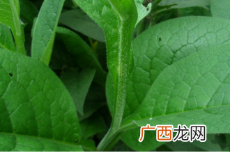 中药罗布麻叶的功效与作用