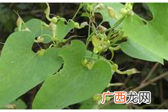 枇杷叶煮水的功效与作用