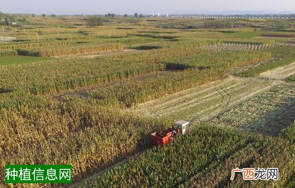 使用花生硼肥需注意事项
