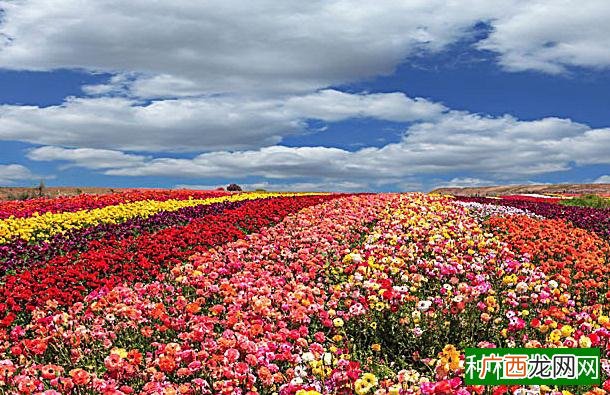 华灰莉木怎么繁殖,怎么繁殖华灰莉木