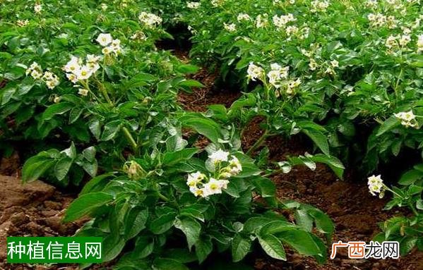 大豆立枯病怎样治