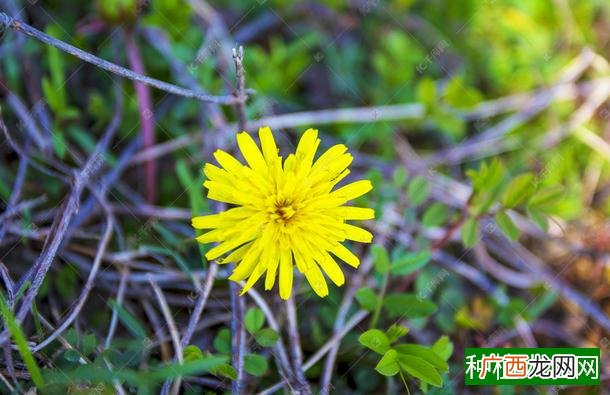 菠萝长在树上还是地上,菠萝长在树上的吗