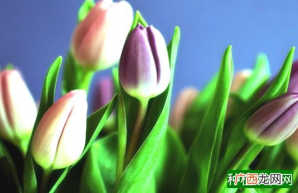 竹节海棠如何换盆,准备花盆