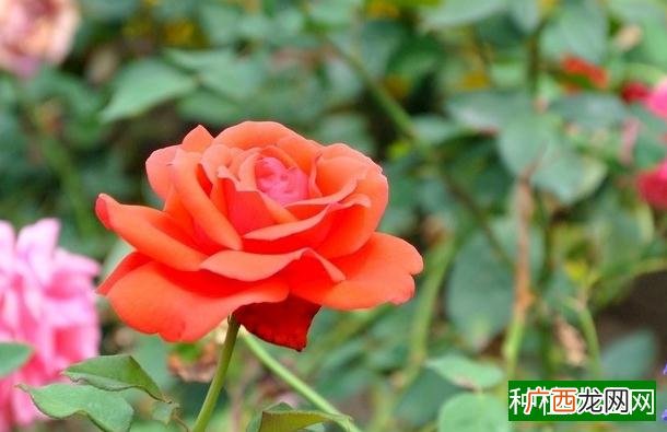 室内香菜的种植方法和时间,室内香菜什么时候怎么种