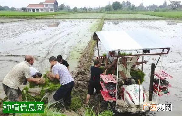 水稻秧苗的移栽技术