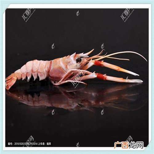 阳台耐晒耐高温的花卉 适合懒人养的阳台花卉