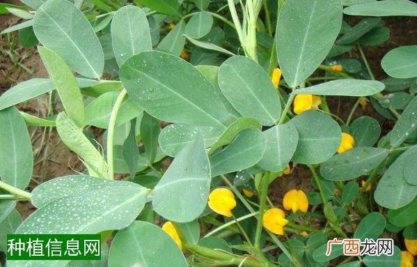 地瓜的种植与栽培技术,地瓜怎么种植和栽培