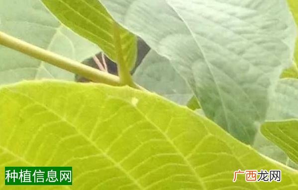 玉米田间管护要注意四个问题