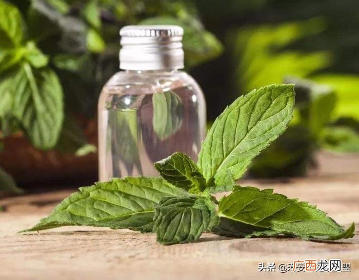 薄荷精油作用大盘点 薄荷精油的功效与用法