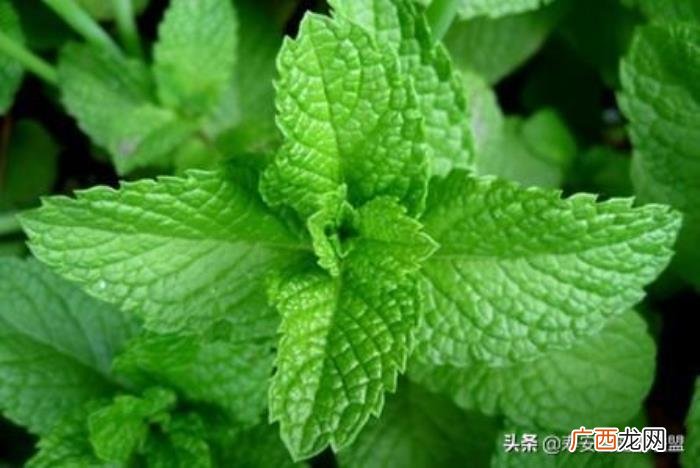 薄荷精油作用大盘点 薄荷精油的功效与用法