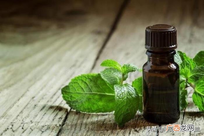 薄荷精油作用大盘点 薄荷精油的功效与用法