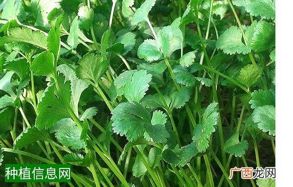 防治棉花大蓑娥怎样用药