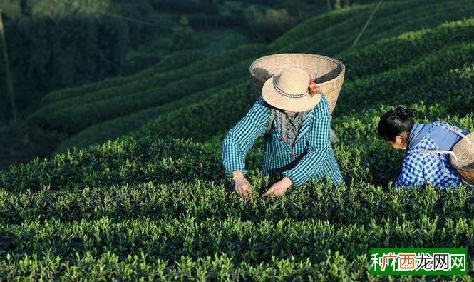茶叶鲜叶采摘与摊放的基本要求