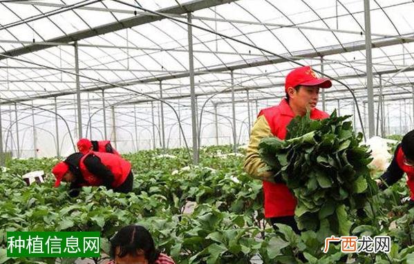 地膜花生怎样防早衰