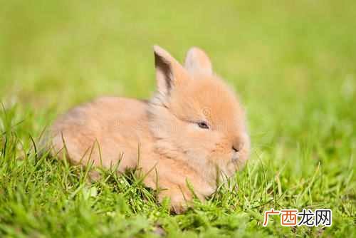 附灰兔的眼睛颜色影响因素 灰兔的眼睛是什么颜色的