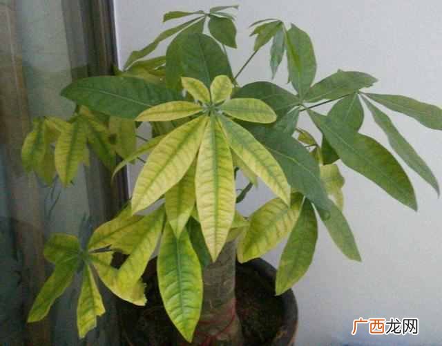 冬天发财树叶子发黄怎么办(做好这2步,几天时