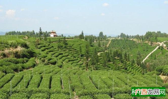 龙井茶是不是绿茶？龙井茶是绿茶吗？