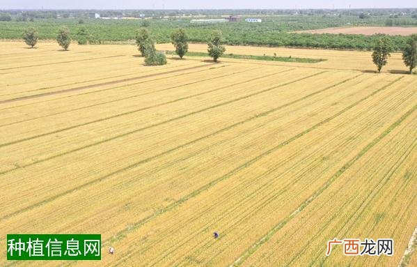 大豆病毒病的特点介绍