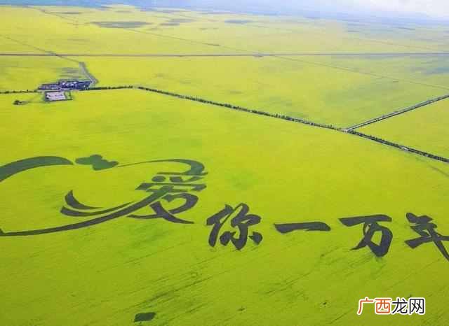 最适合自驾的4大景点，感受辽阔的大草原，以及一望无际的油菜花