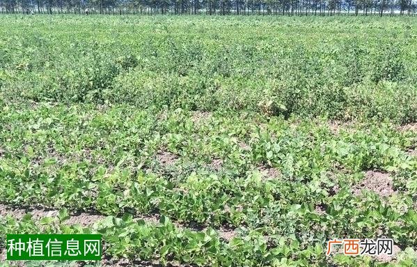 施用小麦叶面肥问题