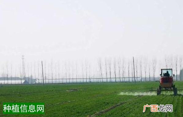 玉米育苗侧栽的好处