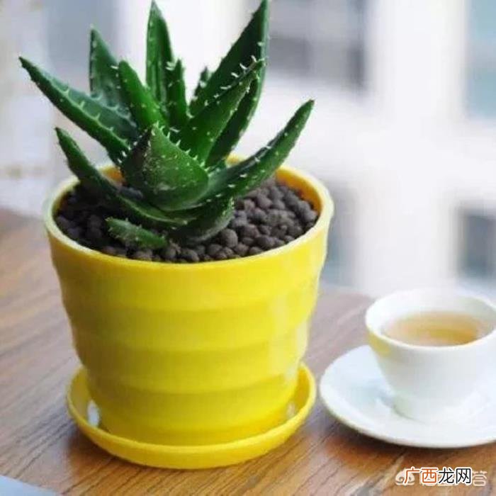 芦荟几天浇一次水好 芦荟多久浇一次水合适