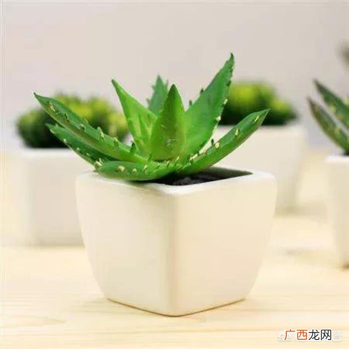 芦荟几天浇一次水好 芦荟多久浇一次水合适