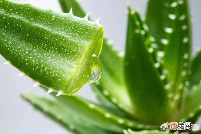 芦荟几天浇一次水好 芦荟多久浇一次水合适