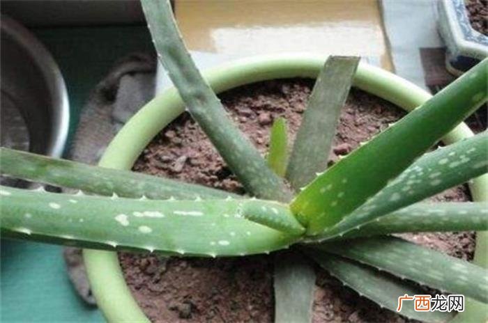 芦荟叶子软了怎么办 芦荟发黄变软怎么补救