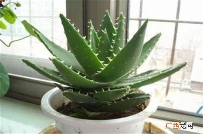芦荟叶子软了怎么办 芦荟发黄变软怎么补救
