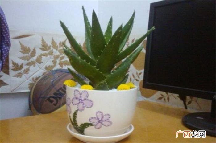 芦荟叶子软了怎么办 芦荟发黄变软怎么补救