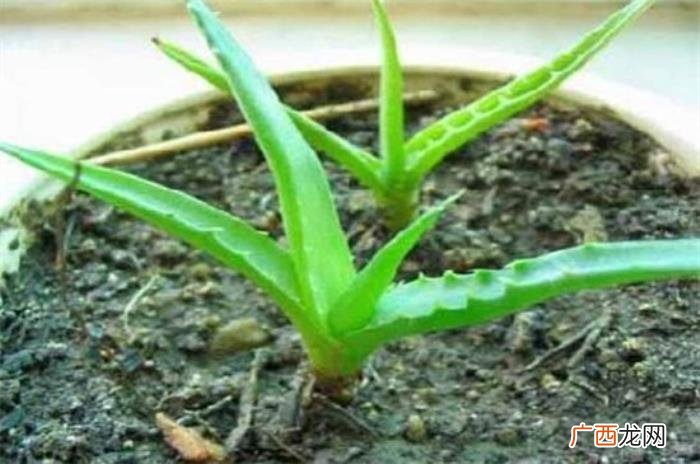 芦荟叶子软了怎么办 芦荟发黄变软怎么补救