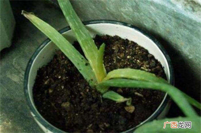 芦荟叶子软了怎么办 芦荟发黄变软怎么补救