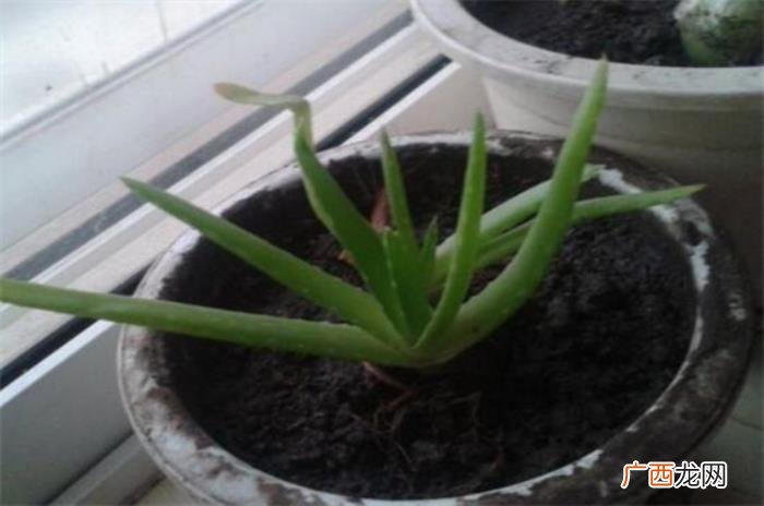 芦荟叶子软了怎么办 芦荟发黄变软怎么补救