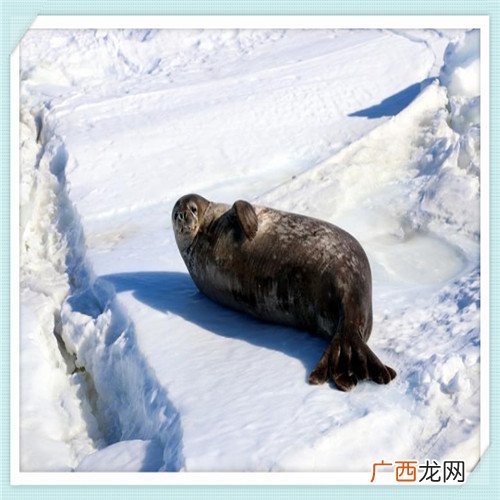 喜茶价格为什么那么高 喜茶新品