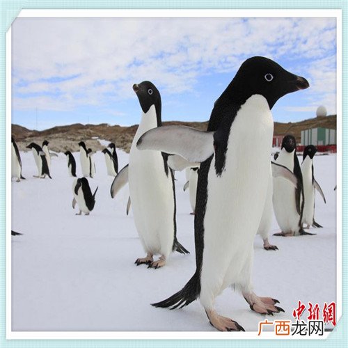 玻尿酸多少钱一支？ 德彩玻尿酸