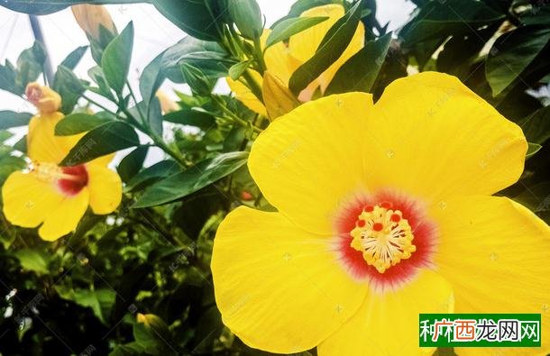 七彩椒盆栽养殖方法,七彩椒盆栽怎么养殖