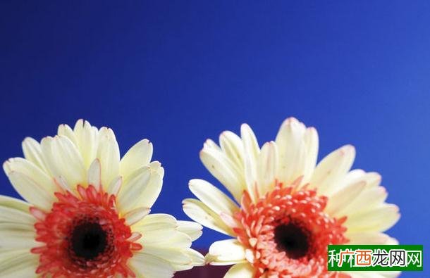 如何让柑橘树生根,柑橘树生根的方法