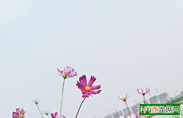 大豆喷施叶面肥需注意事项