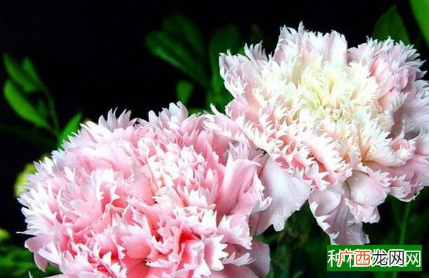 水稻根结线虫病的危害原因及防治方法