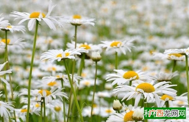 小麦拔节后如何用药